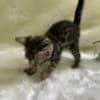 Lovely Bengal Kittens photo 3