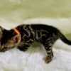 Lovely Bengal Kittens photo 5
