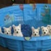 AKC Westie Puppies - READY NOW photo 1