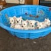AKC Westie Puppies - READY NOW photo 2