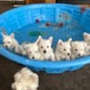 AKC Westie Puppies - READY NOW photo 3