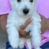 AKC Westie Puppies - READY NOW photo 5