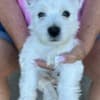 AKC Westie Puppies - READY NOW photo 6