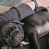 Pugs for Sale Near me Under $500 | Pug Breeders Near me |Cheap Pug Pup photo 1