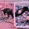 Pugs for Sale Near me Under $500 | Pug Breeders Near me |Cheap Pug Pup photo 2