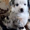 Rocky Top Kennels photo 1