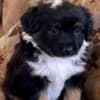 Rocky Top Kennels photo 2
