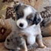 Rocky Top Kennels photo 3