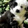 Rocky Top Kennels photo 4