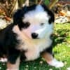 Rocky Top Kennels photo 5