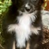 Rocky Top Kennels photo 7