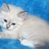 Beautiful Pure Siberian Kittens ( Neva Masquerade ) photo 1