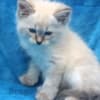 Beautiful Pure Siberian Kittens ( Neva Masquerade ) photo 3
