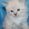 Beautiful Pure Siberian Kittens ( Neva Masquerade ) photo 5
