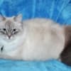 Beautiful Pure Siberian Kittens ( Neva Masquerade ) photo 6