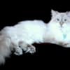 Beautiful Pure Siberian Kittens ( Neva Masquerade ) photo 7