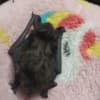 Baby Evening Bat for sale photo 2
