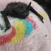 Baby Evening Bat for sale photo 3