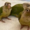 Cinnamon Greencheek Conure photo 1
