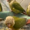 Cinnamon Greencheek Conure photo 2