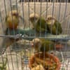 Cinnamon Greencheek Conure photo 3