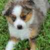 Mini Aussie and MAS photo 1