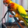 2 Sun Conures and accessories photo 1