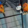 2 Sun Conures and accessories photo 2