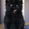 Adorable maine coon kittens photo 1
