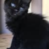 Adorable maine coon kittens photo 2
