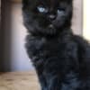 Adorable maine coon kittens photo 3