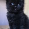 Adorable maine coon kittens photo 4