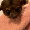 Kinkajou photo 1
