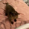 Kinkajou photo 2