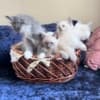 Fluffy Russian Blue/Maine Coon Kittens photo 2