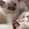 Fluffy Russian Blue/Maine Coon Kittens photo 3