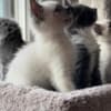 Fluffy Russian Blue/Maine Coon Kittens photo 4