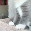 Fluffy Russian Blue/Maine Coon Kittens photo 6