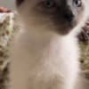 Fluffy Russian Blue/Maine Coon Kittens photo 7