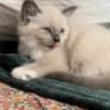 Fluffy Russian Blue/Maine Coon Kittens photo 9