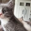 Fluffy Russian Blue/Maine Coon Kittens photo 10