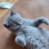 British Shorthair kitten photo 2