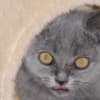 British Shorthair kitten photo 1