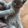 British Shorthair kitten photo 3