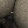 Grey Kitten photo 1