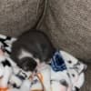 Grey Kitten photo 2