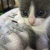 Grey Kitten photo 3