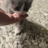 Grey Kitten photo 4