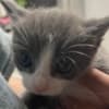 Grey Kitten photo 5