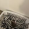 Grey Kitten photo 6